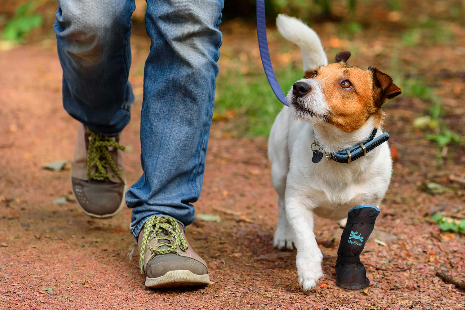dog walking along a path next to an owner he is looking up to. the dog is also wearing a medipaw boot on his front paw