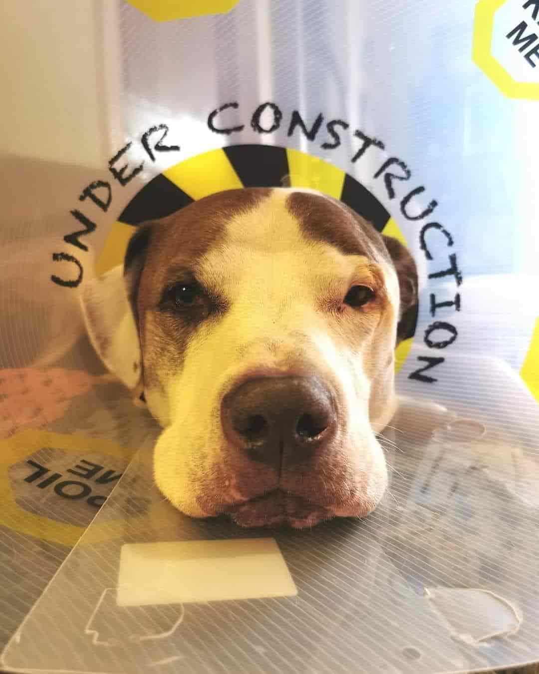Embracing Change for Happier Pets: A Revolution Against the “Cone of Shame”
