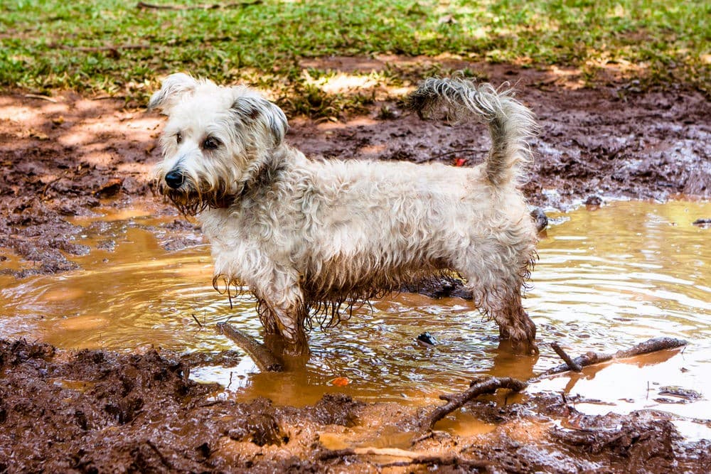 Dog standing in a muddy puddle outdoors