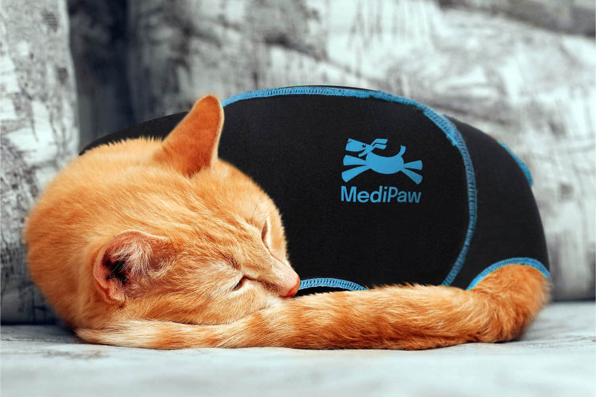 Cat sleeping on a MediPaw cat recovery suit with the brand logo visible