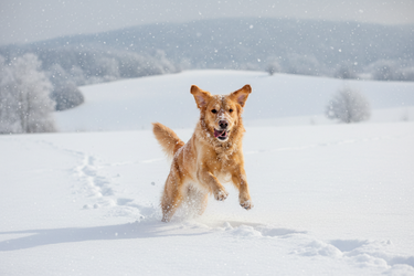 Dog running in a snowy landscape with trees in the background