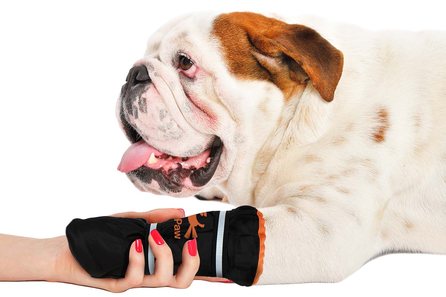 Bulldog with a paw wearing a MediPaw Healing Slim boot while being held by a person against a white background