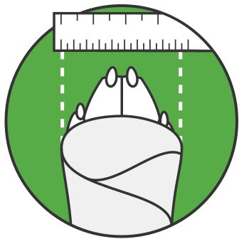 Measurement of a dog footprint with a ruler on a green background