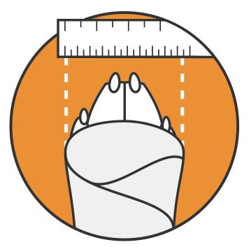 Illustration of a bandaged dog paw with a ruler above it on an orange background