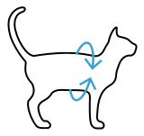 Outline of a cat with blue arrows indicating circumference measurement