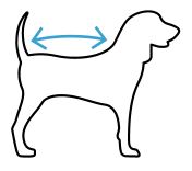 Outline of a dog with a blue arrow indicating a length of back measurement