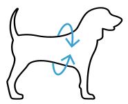 Outline of a dog with blue arrows indicating a circumference measurement