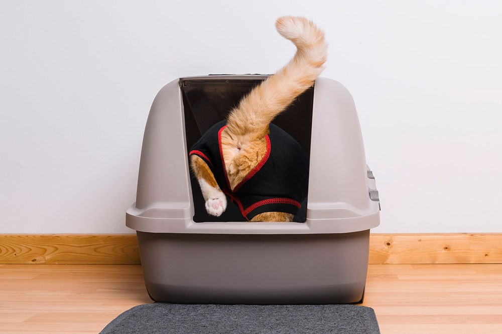 Cat using a covered litter box on a wooden floor while wearing a Medipaw cat surgical suit