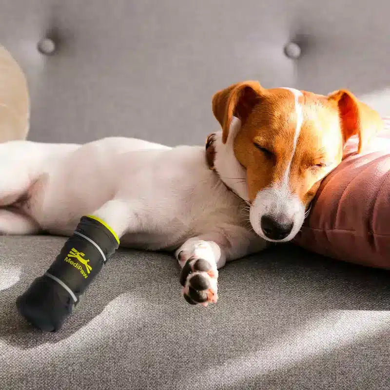 A dog lying on a couch wearing a black healing slim boot with yellow text.