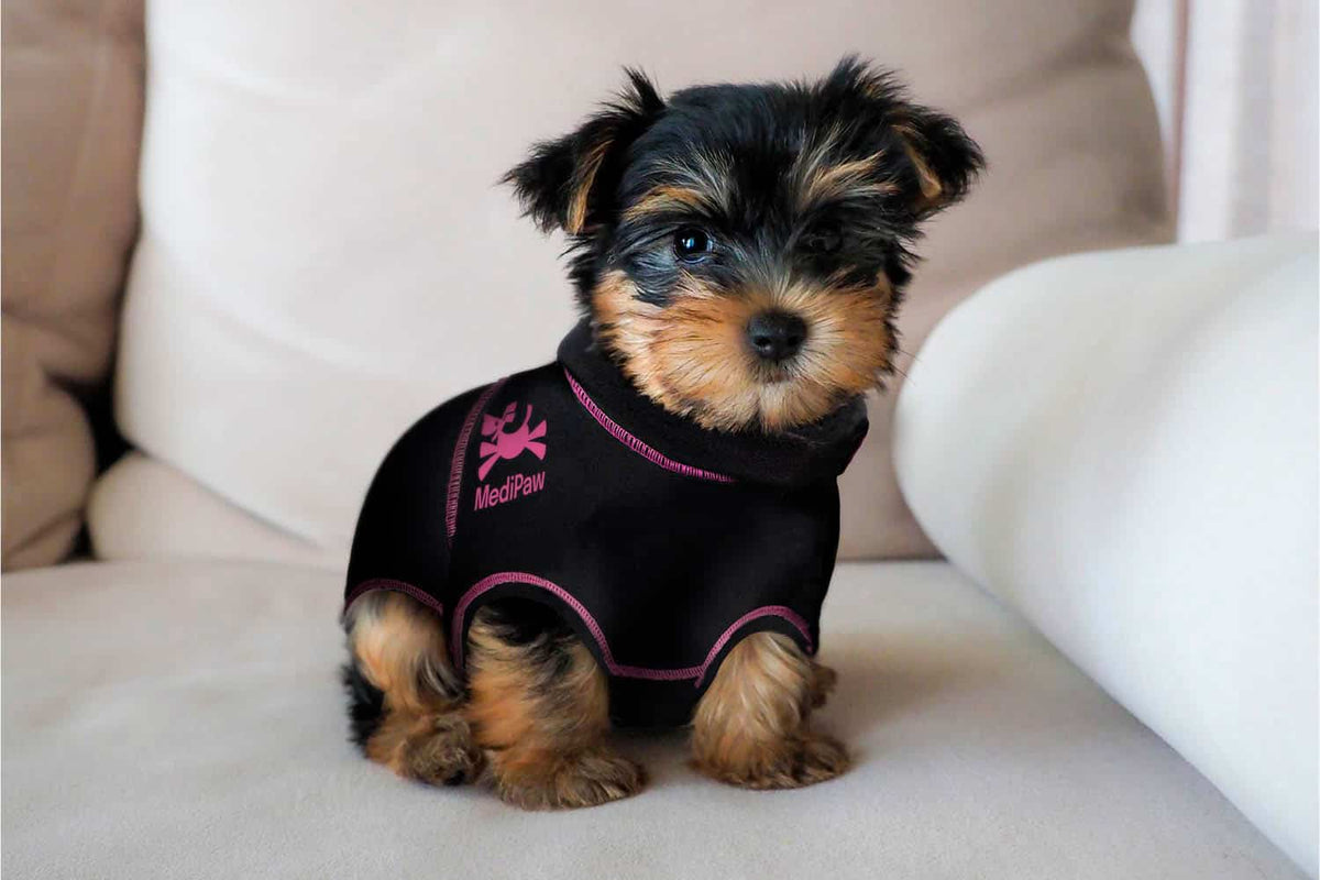 Small dog wearing a black surgical suit with pink text on a beige couch