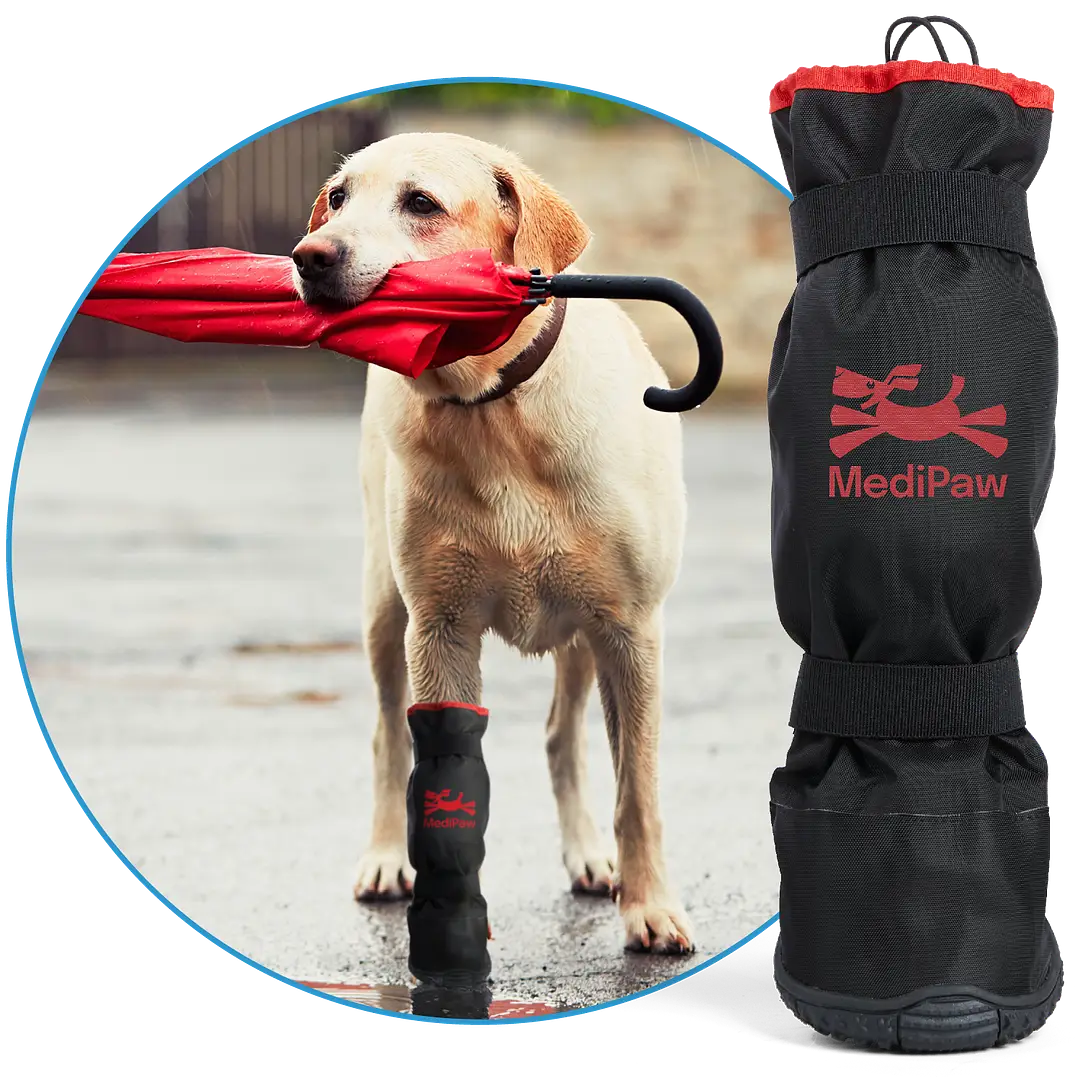 A dog holding a red umbrella in its mouth while wearing a black boot. To its left is a Rugged-X boot featuring the MediPaw brand.