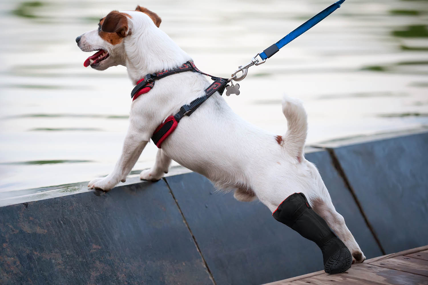 Dog on a leash with a black boot on a wooden deck by water