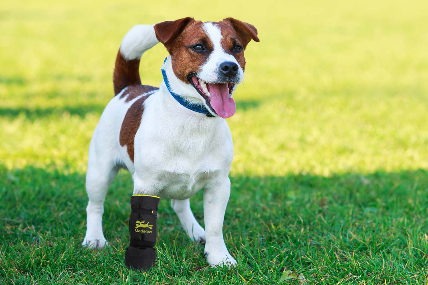 Dog wearing a black boot on a grassy field