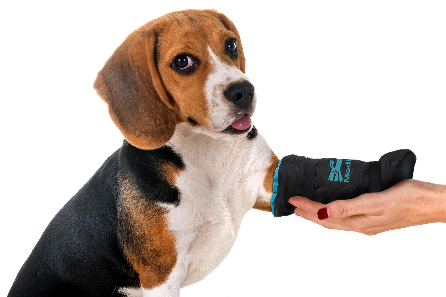 Dog with a black bandage protection boot on its paw held by a person against a white background