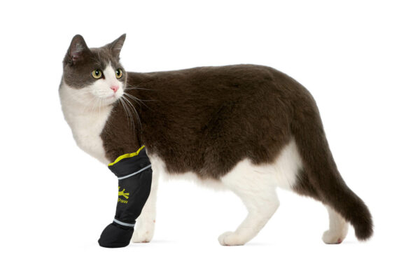 Cat wearing healing boot