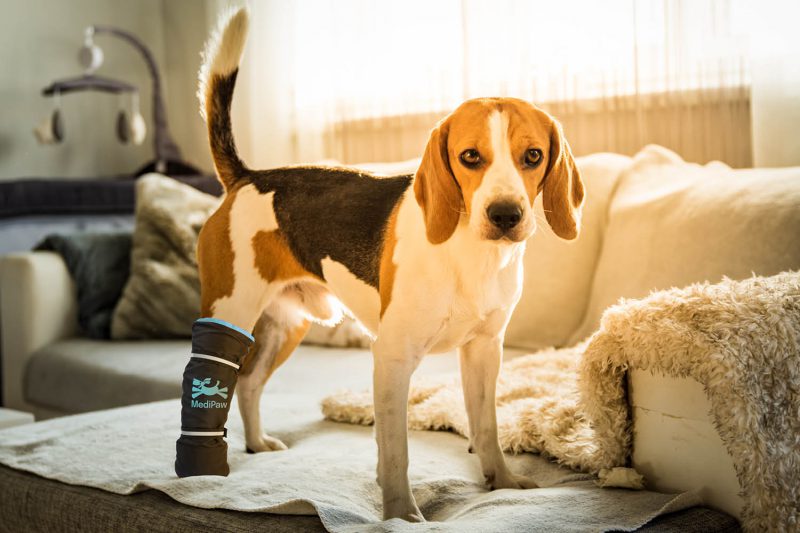 Dog wearing healing boot on couch