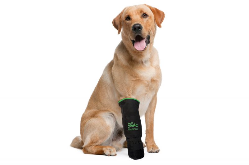 Big dog wearing soft bandage boot