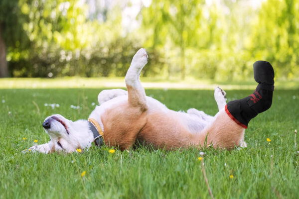 Dog rolling in grass with medipaw boot on leg