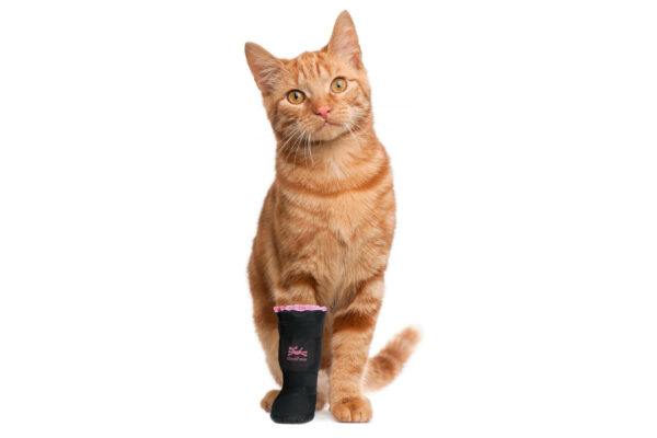 Orange cat wearing x-boot on paw