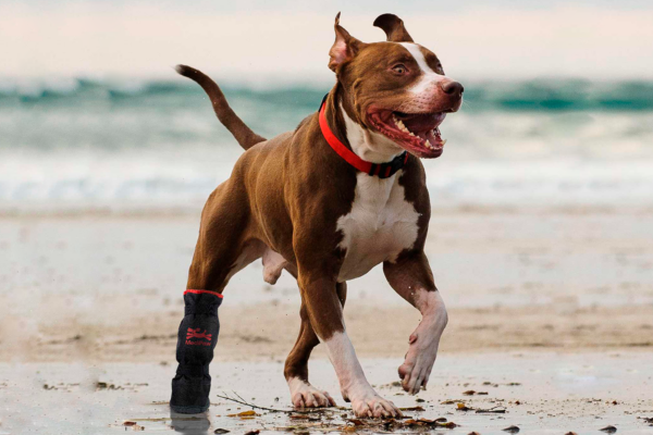 Dog running on beach with x-boot on paw