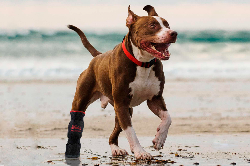 American Pit Bull Terrier running on beach with x-boot on paw