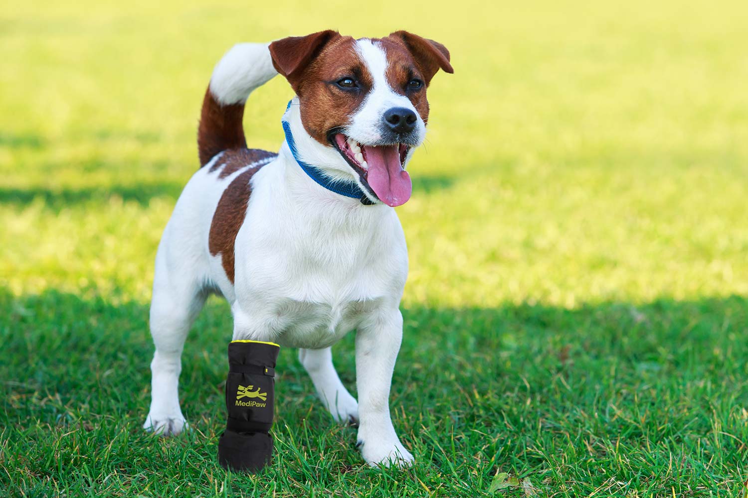 Dog wearing soft bandage boot in the park