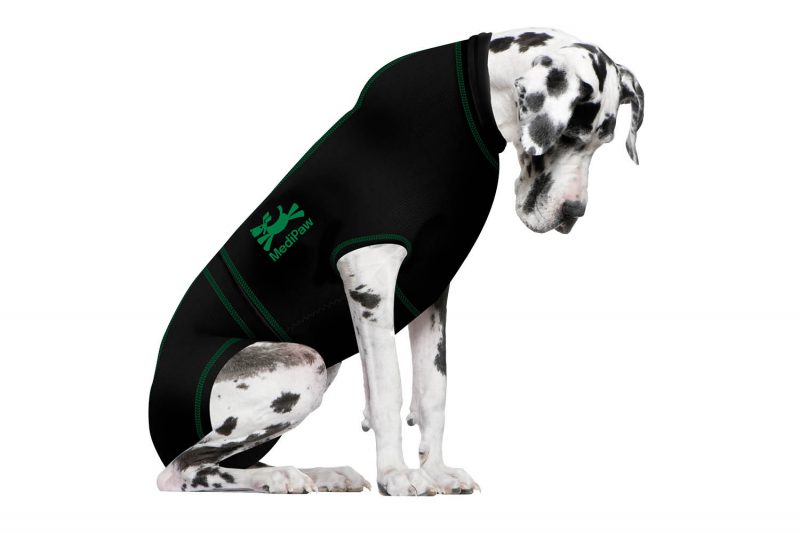 spotted great dane wearing green MediPaw dog suit