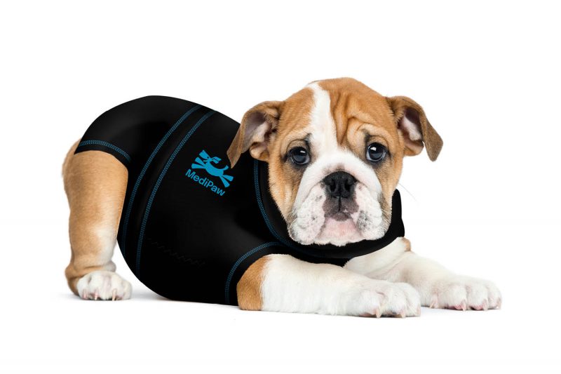 bulldog puppy crouching with dog suit on