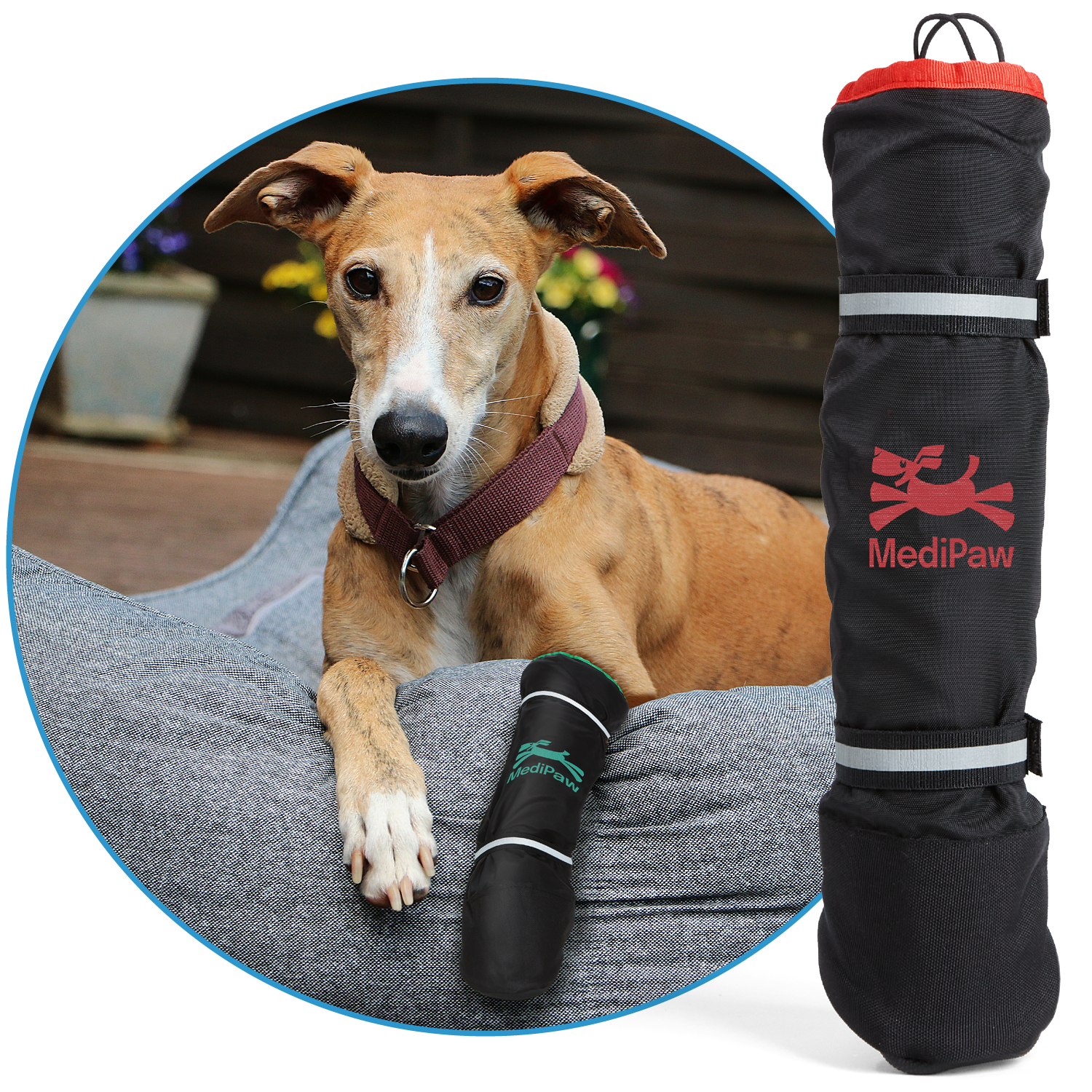 greyhound dog laying in bed wearing protective boot