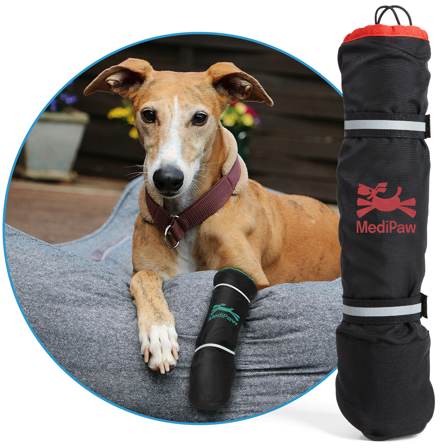 greyhound dog laying in bed wearing protective boot