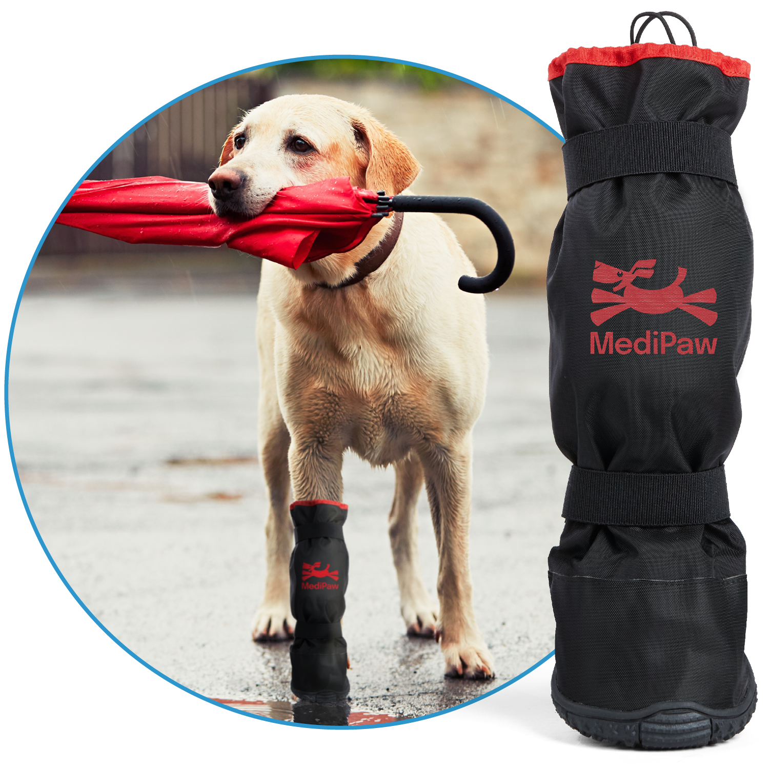 yellow lab holding umbrella in mouth wearing rugged x boot