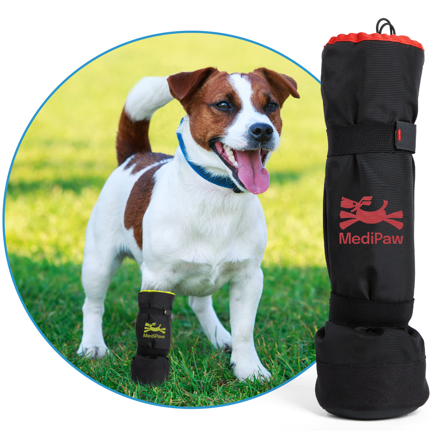 Boston terrier standing in grass wearing soft bandage boot