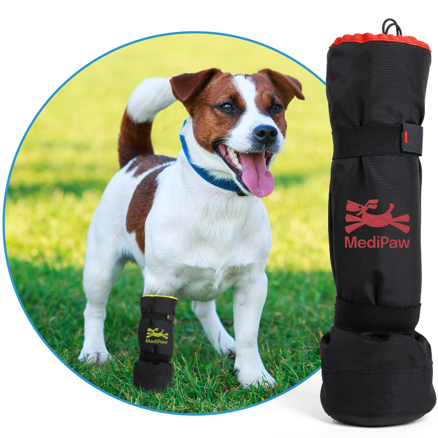 Boston terrier standing in grass wearing soft bandage boot